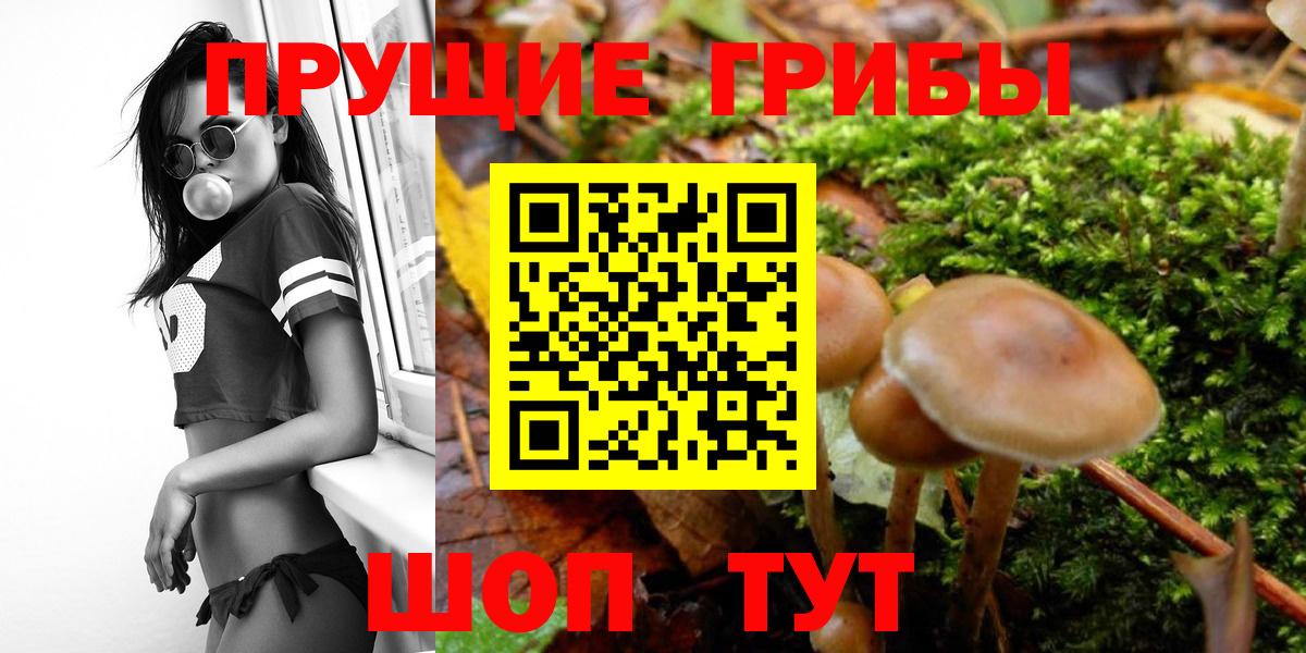Псилоцибиновые грибы Psilocybine cubensis Новотроицк